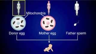 Three Parent InVitro Fertilization IVF [upl. by Moneta]