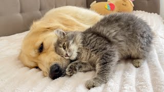 How a Fluffy Kitten Shows Her Love to a Golden Retriever [upl. by Homovec]