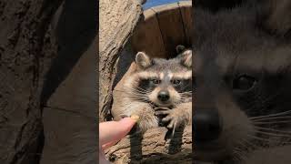 Raccoons use their hands to “see” naturepbs nature raccoon wildlife [upl. by Stanfill]