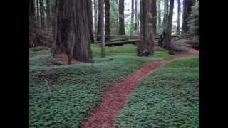 Redwoods [upl. by Warram]