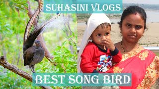 The Best Song Bird in the World  Telugu Vlogs form Iraq [upl. by Acirem912]