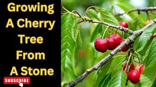 From Seed to Splendor Growing a Cherry Tree from Stone  Your Complete Guide [upl. by Dub]