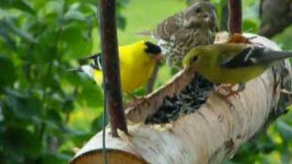 Beaux oiseaux à SaintFabiendePanet Québec Une bûche servant de mangeoire est suspendue en 2009 [upl. by Ahsikyt250]