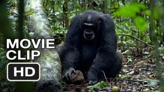 Chimpanzee Trailer [upl. by Mendive]