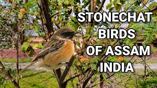 STONECHATSMALL BIRDS OF ASSAMINDIA [upl. by Ahsinroc]