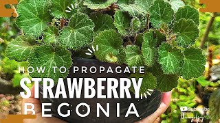 How To Propagate Strawberry Begonia  Strawberry Saxifrage Care [upl. by Llyrad]