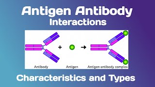 Antigen Antibody interactions Characteristics and Types [upl. by Carol-Jean]