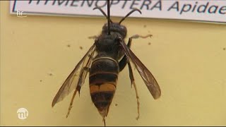 Asiatische Hornisse breitet sich in Hessen aus  maintower [upl. by Dulcia]