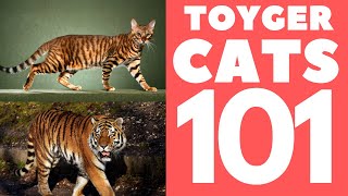 Toyger Cat 101  Breed amp Personality [upl. by Aleacin]