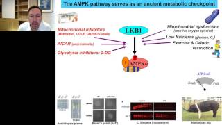 Advances in AMPK and Autophagy Signaling [upl. by O'Shee]