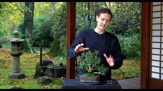 Making a Buxus Bonsai  Part II [upl. by Carlee893]