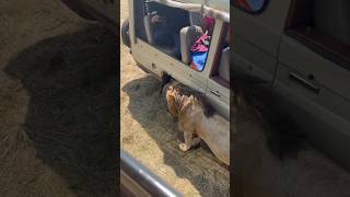 DANGEROUSLY CLOSE This huge lion decided to lay right next to the tourists jeep in Mara [upl. by Lacram]