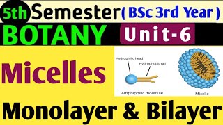 BSc 5th sem Botany Paper 1stMicelles in HindiMonolayer and Bilayer in HindiMicelles Formation [upl. by Wirth]