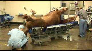 Surgery on a horse at Pioneer Equine Hospital [upl. by Ahsirtak]