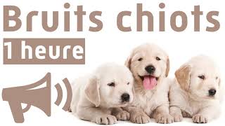 Bruits Pour Chiots Compilation 1 heure [upl. by Nitaj]