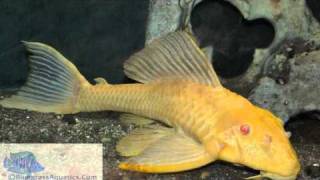 Albino Sailfin Pleco Glyptoperichthys gibbiceps [upl. by Etnahc]