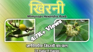 खिरनी शक्तिवर्धक खिरनी का फल  Khirni  Mimusops hexandra Vitaliser [upl. by Rhodie]