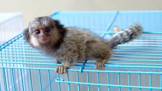 Cute Tiny Marmoset Monkeys [upl. by Nitsrek]