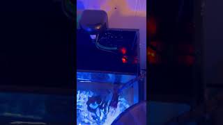 Filtration nano youtubecreatorCommunity fishtanklife aquascape fishtankfun fish [upl. by Sarad969]