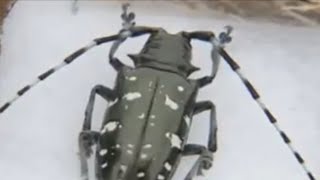 DEC warns of Asian Longhorned Beetles [upl. by Venita]