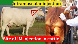 Intramuscular injection in cattle [upl. by Stanfill255]