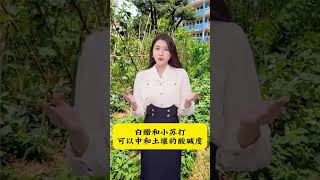 小苏打在农业上的妙用分享农业知识帮农民增产增收 小苏打的妙用 关注我一起学种菜 增产增收小配方 传播农业小知识 [upl. by Olympium696]