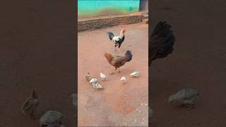 best farm in odisha🐓e farming odishasong sorts [upl. by Marela]