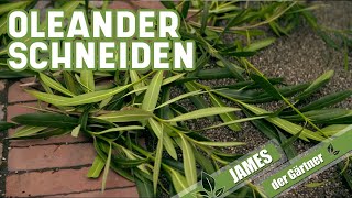 Wie und wann schneidet man eigentlich Oleander  James der Gärtner [upl. by Diarmit]