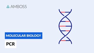 Polymerase Chain Reaction PCR DNA Amplification [upl. by Ittocs]