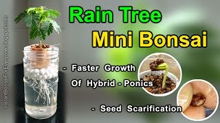 Rain Tree For Mini Bonsai From Seed amp Seed Scarification  subtitles available [upl. by Lachish]