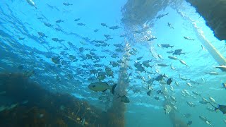 Scuba Diving Port Noarlunga Jetty and Reef 05 August 2020 [upl. by Landri]