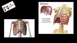 Anatomía  Músculo Diafragma [upl. by Nosreg49]