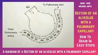 How to draw diagram of a Section of an alveolus with a pulmonary capillary [upl. by Gabor]