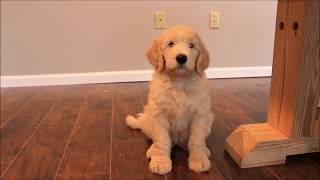 Training 8 Week Old GoldenDoodle Puppy [upl. by Ahsenyt442]