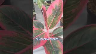 Aglaonema Khanza pusataglonema plants reviewhargaaglonematerbaru aglonemapalingmurah [upl. by Roinuj]