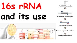 16s rRNA and its use [upl. by Nolahp853]