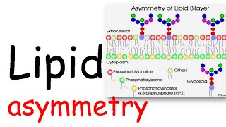 Lipid Asymmetry [upl. by Ketchum]