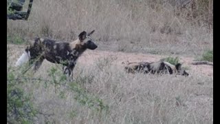 African Wild Dogs at Simbavati [upl. by Frear]