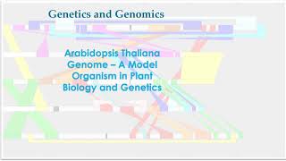 Arabidopsis Thaliana Genome A model organism in plant and genetics [upl. by Rollin]