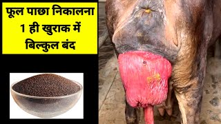 फूल पाछा निकालना 1 ही खुराक में बिल्कुल बंद  Prolapse Treatment  Phool Pichha nikalna prolapse [upl. by Geoffrey112]