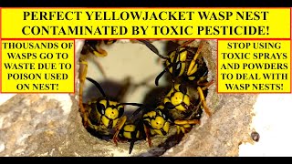 YELLOWJACKET WASP NEST RUINED BY TOXIC PESTICIDE WHY YOU SHOULD STOP USING POISON TO KILL WASPS [upl. by Obed]