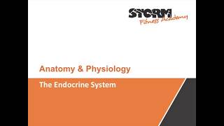 The Endocrine System [upl. by Nafri]