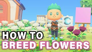 How to BREED Flowers  Making Rare Flowers ► Animal Crossing New Horizons [upl. by Yand]