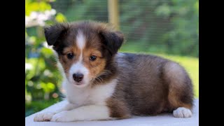 Shetland Sheepdog aka Sheltie Puppies for Sale [upl. by Yehs]