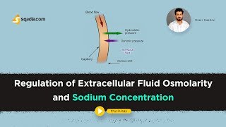 Regulation of Extracellular Fluid Osmolarity  Physiology Online Lectures  VLearning [upl. by Farlay]