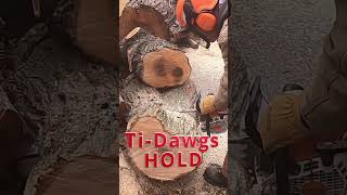 TiDawgs Hold 500i chainsaw titanium fellingdogs [upl. by Aggie]