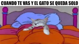 MEMES DE PERRITOS Y GATITOS 16 [upl. by Niatsirhc]