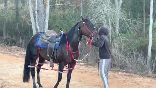 Standardbred Pacer Horse Racing Under Saddle Collins Mississippi [upl. by Harden760]