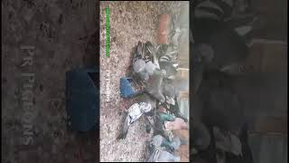 🚀🕊️high flying karna pigeon for sale 😍 in cheap prices rollerpigeon pigeon shorts sales [upl. by Boni]