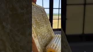 Perfect ASMR sounds of honey comb Roller to extract honey asmr satisfying viralvideo fyp [upl. by Joung]